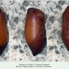 brintesia circe pyatigorsk pupa